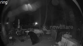 Cat Squares Up Against Black Bear