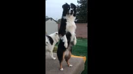 Australian Shepherd Is Meerkat Impressionist