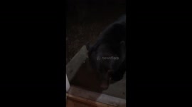 Bear Sits On Command And Falls Asleep In Doorway