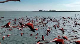 Flying Flock of Flamingos