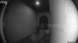 Javelinas Steal Halloween Candy