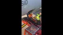 Dog escapes its crate in the aircraft hold and was running around