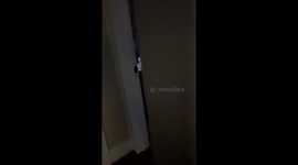 Needy Kitty Waits to Be Picked Up