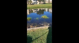 Alligator startles walker and dog in Orlando, Florida