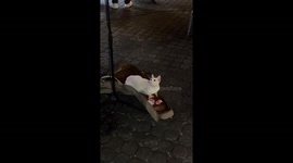 Cat captivated by street musician in Quezon City, Philippines