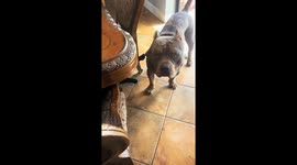 Dog pleads for help as cat holds its head in Naples, Florida, USA