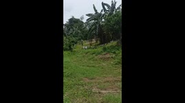 Bicyclist falls after navigating raised plank in Calinog, Philippines