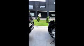 Duck follows for feed in Buenos Aires, Argentina