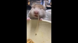 Rat devours pasta noodle like a true foodie in Fujian, China