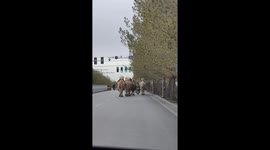Camels synchronized in motion on Guangdong road, China