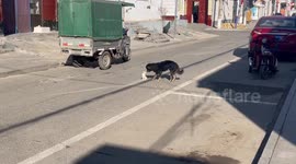 Pet dog helps to move kitten to safety from road in China
