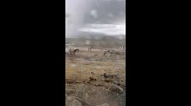 Hardy horses hit with hail on plateau in China