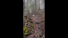Mystery dog leads lost hikers to summit of mountain