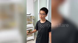 Bizarre moment boy pulls out tooth using pet parrot