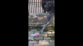 Thirsty chimpanzee reaches through bars for zoo visitor's discarded drink