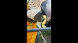 EXCLUSIVE -  Macaw peeling palm nuts captivated tiktok, earns 5.4 million views on tiktok