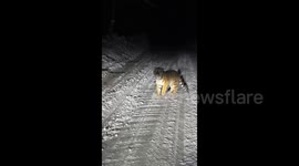 Chinese motorists find funny side as Siberian tiger blocks road by laying down