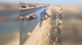 Locals rescue cows stranded in canal in China