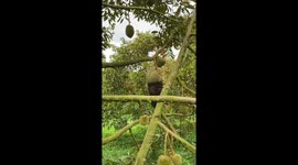 Farmers find beehive attached to durian fruit