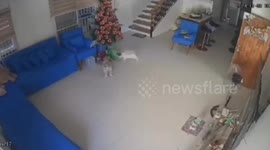 Naughty pet Shih Tzu knocks over Christmas tree