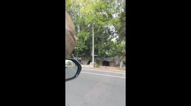 Sweet-toothed monkey throws away bananas but grabs fizzy drink