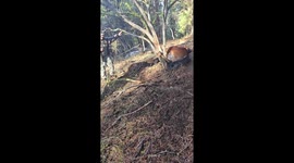 Hunters Rescue a Wild Horse