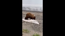 Crazy Bear Cub Playing With Mom