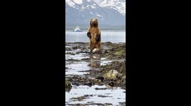 Beautiful Mother Grizzly Standing