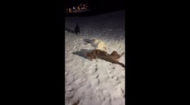 Happy Dogs Celebrate First Snow of the Season