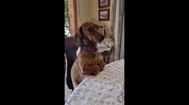 Distinguished Dachshund Folds Paws Like Gentleman