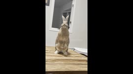 House Rabbit Wiggles Nose