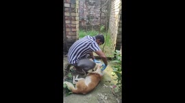 Stray Dog's Head Freed From Plastic Jug