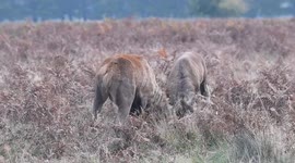 Losing Stag Gets Bloody Nose