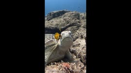 Fish Clean Turtle