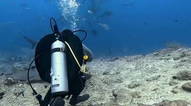 Shark Feeding Frenzy
