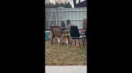 Cat Makes a Deer Friend