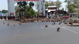 Rival monkey gangs fight over food in Thailand