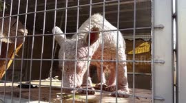 Bear rescued from dumpster is now full of life at sanctuary in Texas