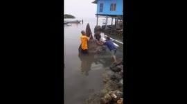 Villagers battle to save giant Mola-Mola fish stranded near beach