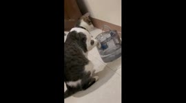 Pet cat confused by water fountain as she tries to lick it