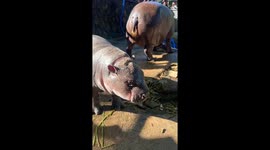 Moo Deng suffers beauty woes as cold weather leaves her skin cracked