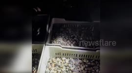 Spain: International Seafood Smuggling Ring Busted in Spain