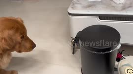 Golden retriever scared of trash can in Sichuan, China