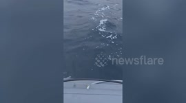 Man's boat punctured after skate attack which left tooth embedded in bow