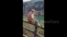 Tourist spots rare hairless macaque in wild at Chinese hotspot