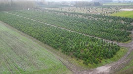 Inside UK's largest Christmas tree farm as it gears up for the festive season