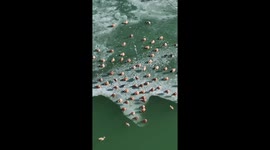 Paradise for migratory birds in China's Hohhot