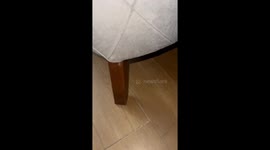 Cat hides inside a chair in Concepción, Chile