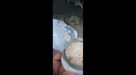 Mad cat taps owner to get canned food in New London, Connecticut, USA