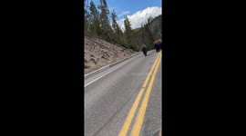 Bison cause traffic in Yellowstone National Park
